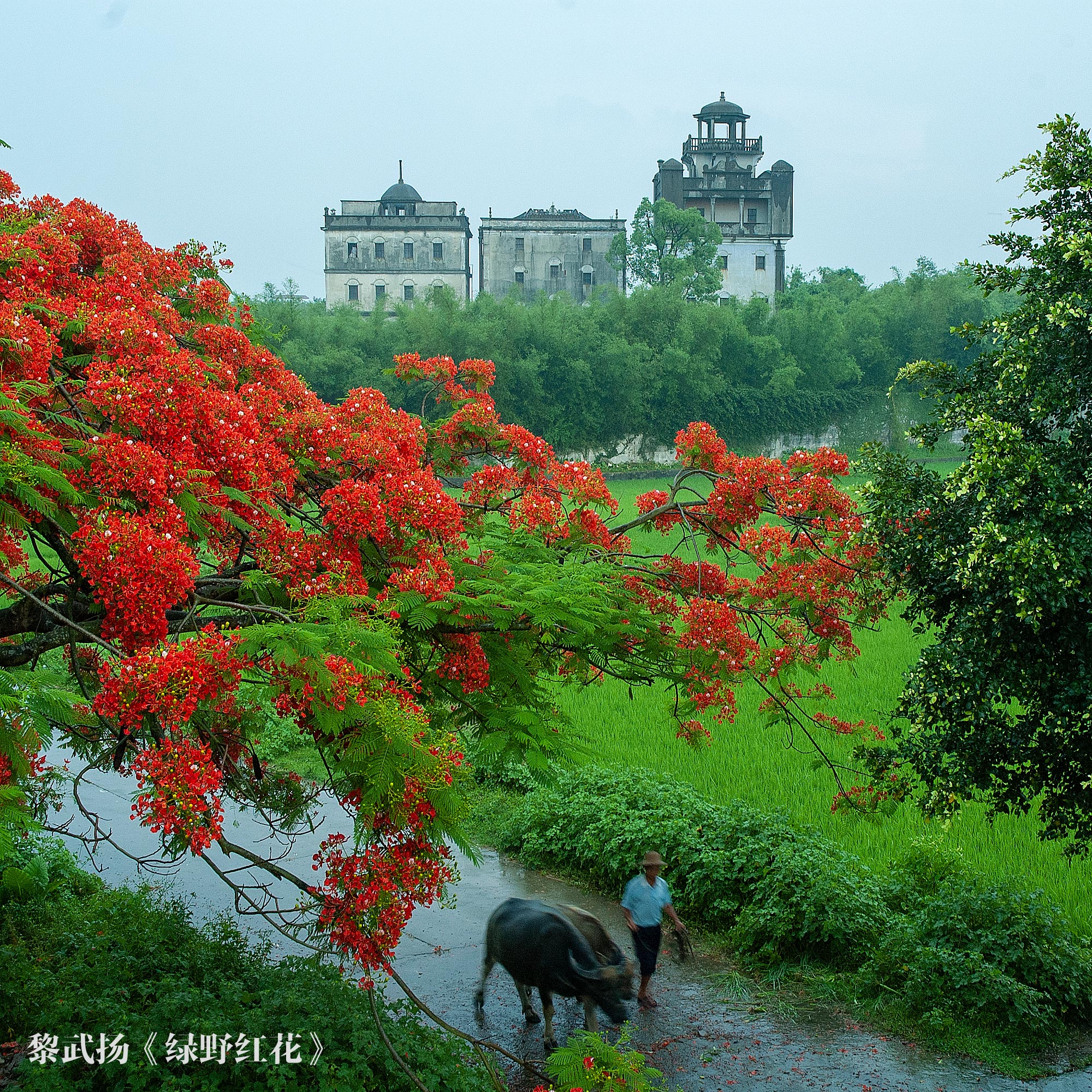 2、黎武揚(yáng)-綠野紅花（二等獎(jiǎng)）0.jpg