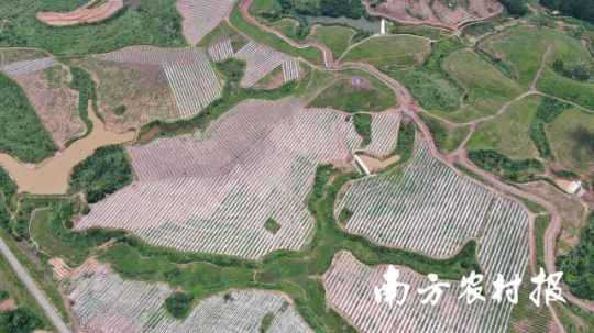 河源油茶種植基地縱橫交錯(cuò)